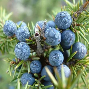 Juniper важно заявление масло лицето, свойствата на