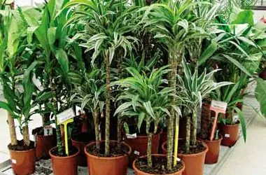 Dracaena е възможно да се запази предимствата на къщата и вреди на южен Belle