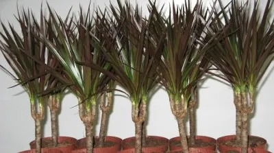 Dracaena lehetséges, hogy a ház előnyeit és árt Southern Belle