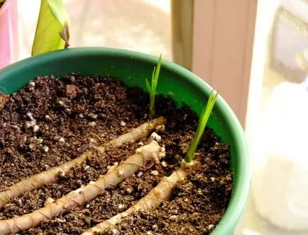 Dracaena otthoni gondozást (fotók)