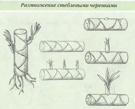 Dracaena грижи у дома (снимки)