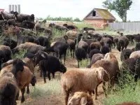 Мериноси інформація про породах, породи овець (породи) Мериноси інформація про породах, породи овець