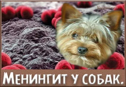 Менінгіт у собак, причини, симптоми, лікування (собак) Менінгіт у собак, причини, симптоми, лікування