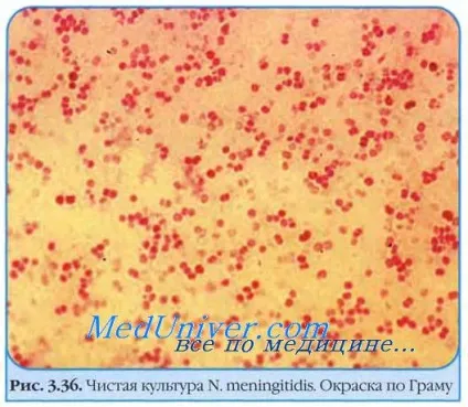 Менінгококова інфекція