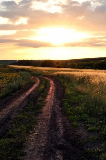 Мічення маток, замітки бджоляра (мічення) Мічення маток, замітки бджоляра