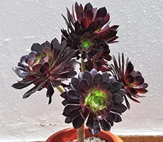 грижа Aeonium у дома