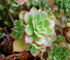 грижа Aeonium у дома