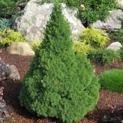 Luc pitseya glaukóma kúpos (Picea glauca CONICA) fotók, otthoni gondozást, ültetés, fa sizaya