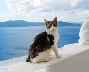 Aegean Cat - Breed leírás, fotó, ár