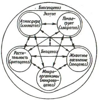 sistem ecologic