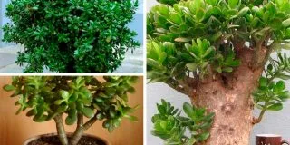 Aeonium как да се грижи в дома, видовете трансплантация