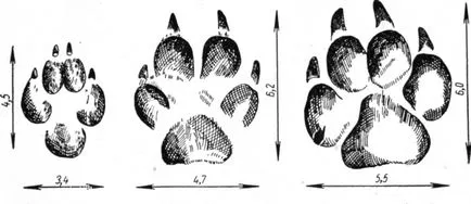 câine raton, animale, vânătoare și pescuit, lectură, vânătoare fără frontiere