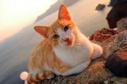 Егейска котка - описание Порода, снимка, цена