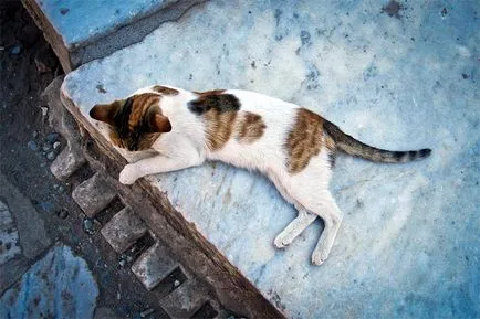 Егейска котка - описание Порода, снимка, цена