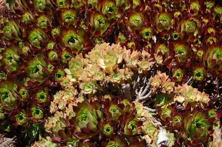 Aeonium otthoni gondozást, tenyésztés, faj és fotók