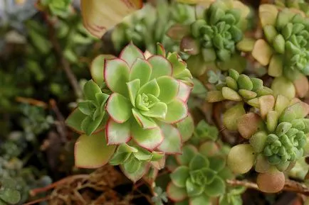 Aeonium otthoni gondozást, tenyésztés, faj és fotók