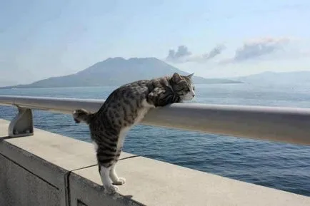 Aegean Cat - Breed leírás, fotó, ár