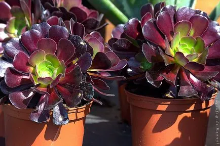 Aeonium otthoni gondozást, tenyésztés, faj és fotók