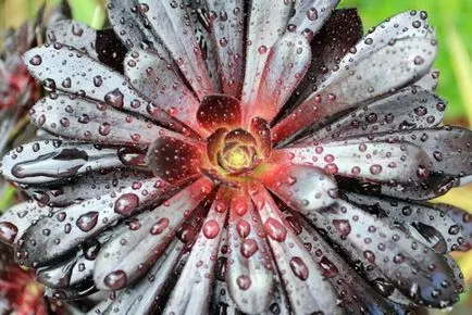 Aeonium как да се грижи в дома, видовете трансплантация