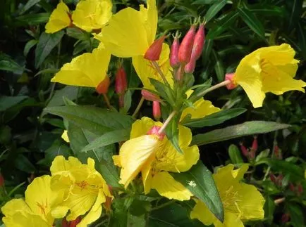 Ligetszépe (ligetszépe) kép és fajok, telepítése és gondozása virág