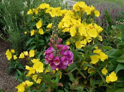 Ligetszépe (ligetszépe) kép és fajok, telepítése és gondozása virág