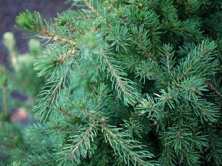 Luc pitseya glaukóma kúpos (Picea glauca CONICA) fotók, otthoni gondozást, ültetés, fa sizaya