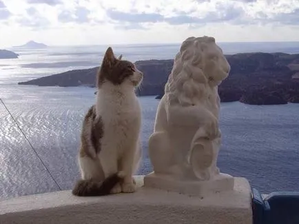 Aegean Cat - Breed leírás, fotó, ár