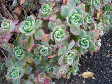 Aeonium fotók, nézetek és otthoni gondozást