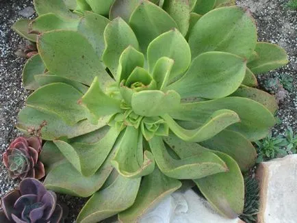 Aeonium fotók, nézetek és otthoni gondozást