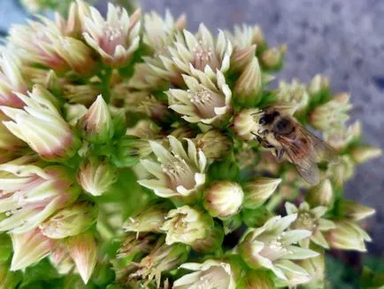 Aeonium fotók, nézetek és otthoni gondozást