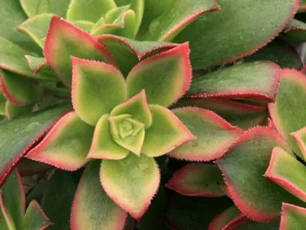 Aeonium fotók, nézetek és otthoni gondozást