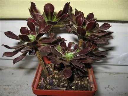 Aeonium fotók, nézetek és otthoni gondozást