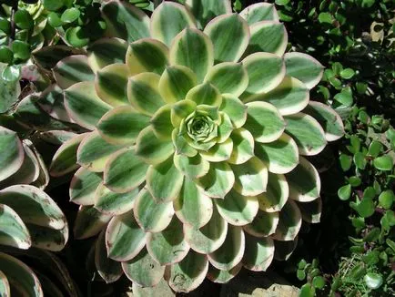 Aeonium fotók, nézetek és otthoni gondozást