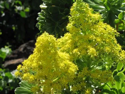 Aeonium otthoni gondozást, tenyésztés, faj és fotók