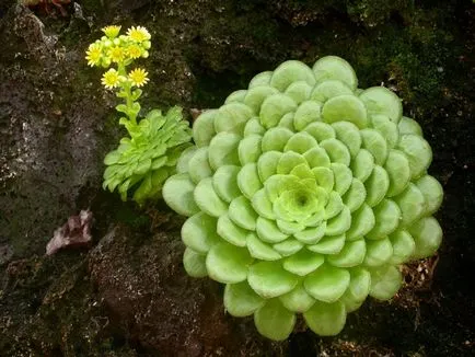 Aeonium fotók, nézetek és otthoni gondozást