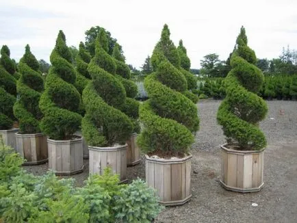 Luc pitseya glaukóma kúpos (Picea glauca CONICA) fotók, otthoni gondozást, ültetés, fa sizaya