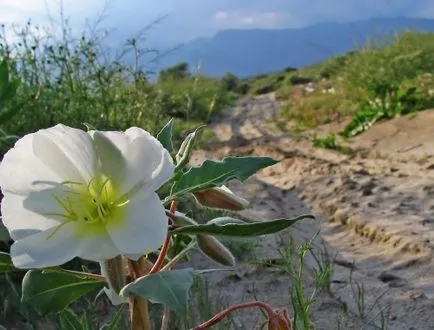 primulă (primulă) fotografii, plantare și îngrijire, tipuri, proprietăți utile