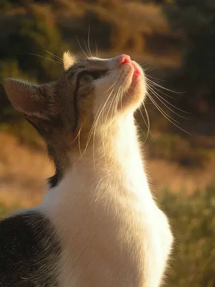 Егейска котка котка снимка, цена, описание порода, характер, видео, детски ясли - murkote за котки и