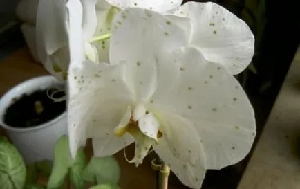 Phalaenopsis ültetés és gondozás - milyen a növény és a gondozás, a szaporodás, a betegség a fotó és kezelésük
