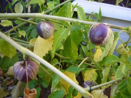 Tomatillo termesztés és gondozás