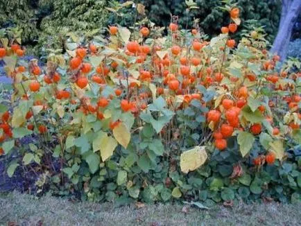 cultivare Tomatillo și îngrijire