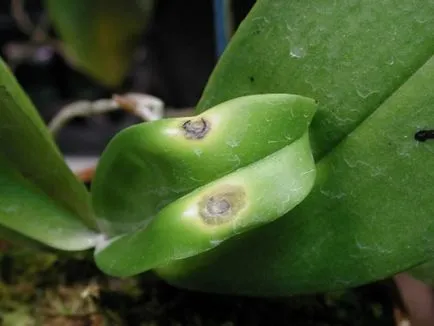 plantare Phalaenopsis și de îngrijire - cum să planteze și de îngrijire, reproducere, boala în fotografie și tratamentul lor
