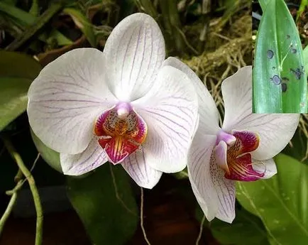 Phalaenopsis ültetés és gondozás - milyen a növény és a gondozás, a szaporodás, a betegség a fotó és kezelésük