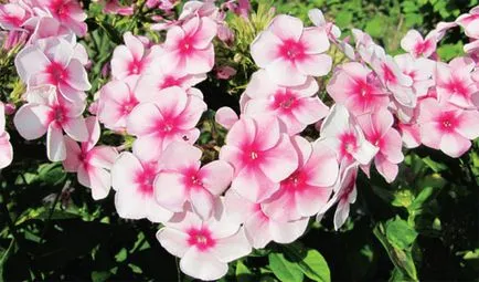 Phlox agrotechnika szerelem