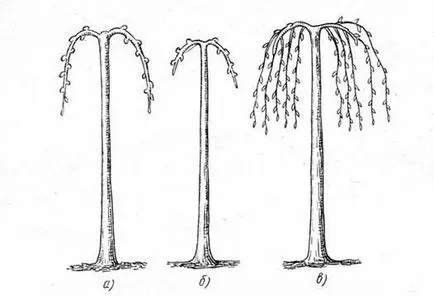 Formation of a fák alkotnak sírás