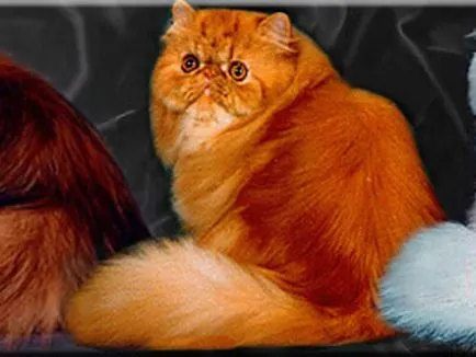 Kép perzsa macska és az ő faj különböző színek a leírás (fekete, fehér, teknőctarka és