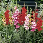 plantare Gladiole și de îngrijire în Siberia