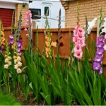 plantare Gladiole și de îngrijire în Siberia