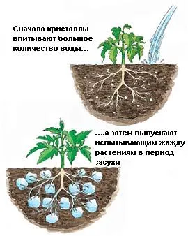 Hidrogel pentru plante - tot ce trebuie să știți