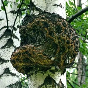 Hol és mikor kell gyűjteni chaga